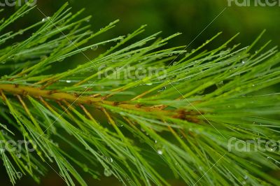 Water drops on a pine branch Water drops on a pine branch