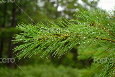 Wet pine needle Wet pine needle