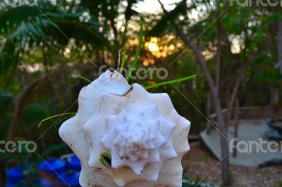 Shell pot Shell pot