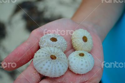 Sea urchin sell