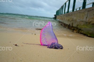 Purple siphonophore Purple siphonophore