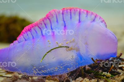 Purple jelly fish Purple jelly fish
