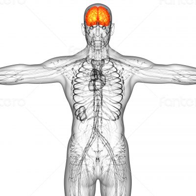 3d render medical illustration of the human brain 
