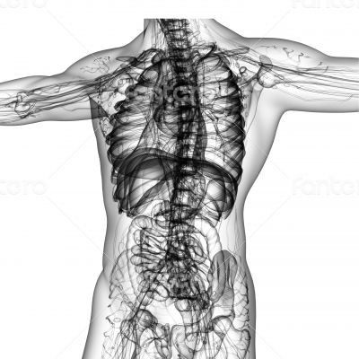 uman anatomy