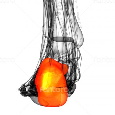 3d render illustration of the human calcaneus bone
