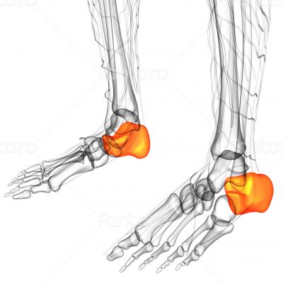 3d render illustration of the human calcaneus bone
