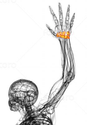 3d render medical illustration of the carpal bone
