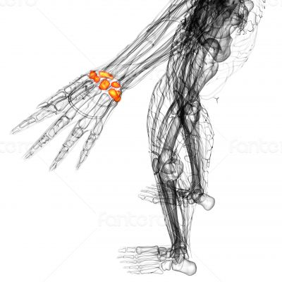 3d render medical illustration of the carpal bone