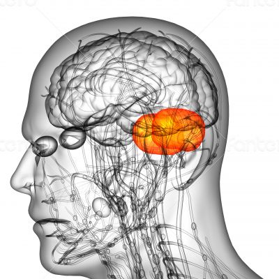  human brain cerebrum