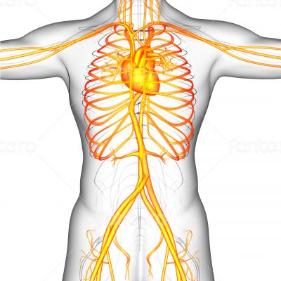  human vascular system