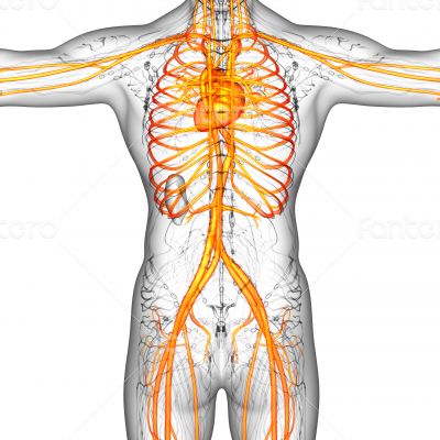 human vascular system