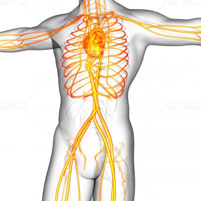 human vascular system