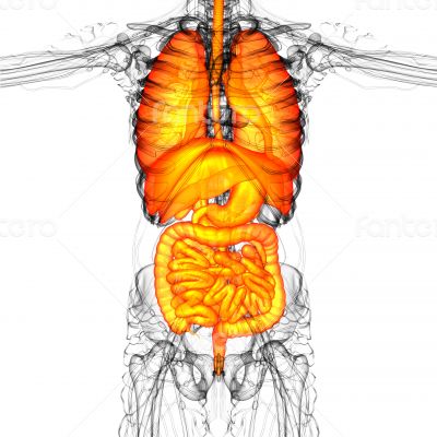digestive system and respiratory system