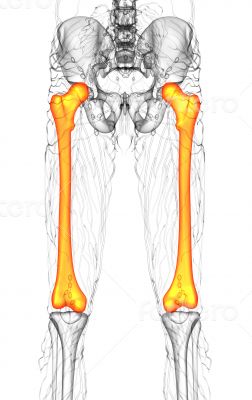 3d render medical illustration of the femur bone 3d render medical illustration of the femur bone
