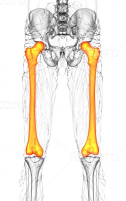 3d render medical illustration of the femur bone