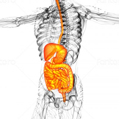  human digestive system