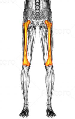 3d render medical illustration of the femur bone 3d render medical illustration of the femur bone