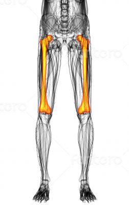 3d render medical illustration of the femur bone