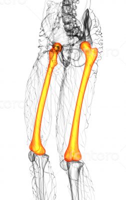 3d render medical illustration of the femur bone 3d render medical illustration of the femur bone