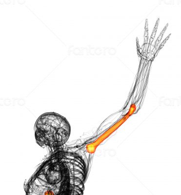 3d rendered illustration of the humerus bone