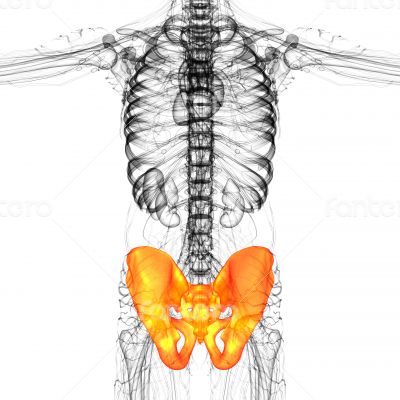 3D medical illustration of the pelvis bone