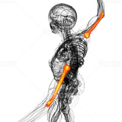 3d rendered illustration of the humerus bone