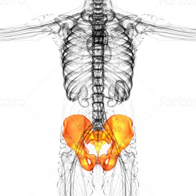 3D medical illustration of the pelvis bone 3D medical illustration of the pelvis bone