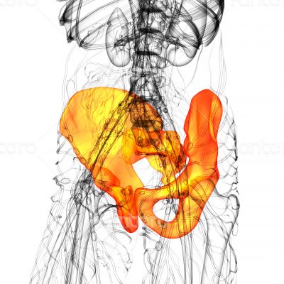 3D medical illustration of the pelvis bone 3D medical illustration of the pelvis bone