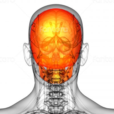 3d render medical illustration of the skull bone