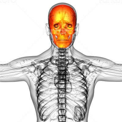 3d render medical illustration of the skull bone