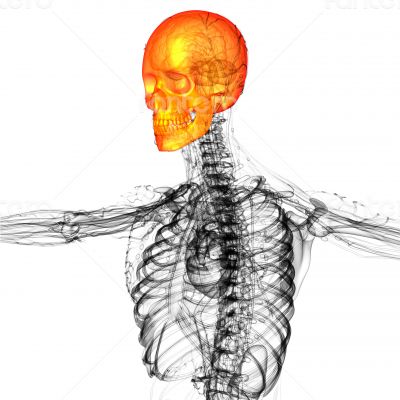 3d render medical illustration of the skull bone