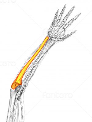3d render medical illustration of the ulna bone