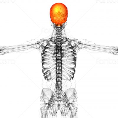 3d render medical illustration of the upper skull