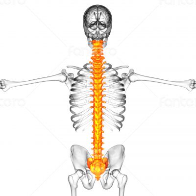 3d render medical illustration of the human spine