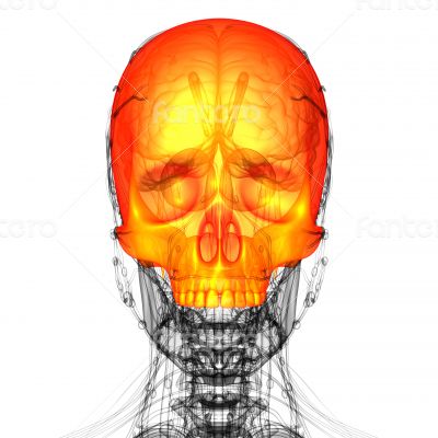 3d render medical illustration of the upper skull