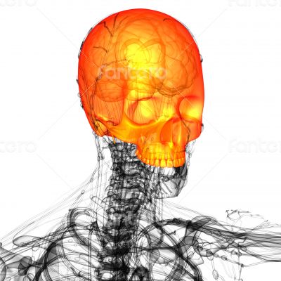 3d render medical illustration of the upper skull