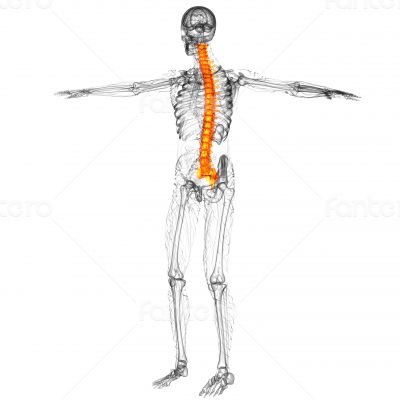 3d render medical illustration of the human spine 3d render medical illustration of the human spine