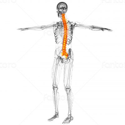 3d render medical illustration of the human spine