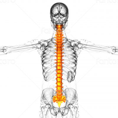 3d render medical illustration of the human spine