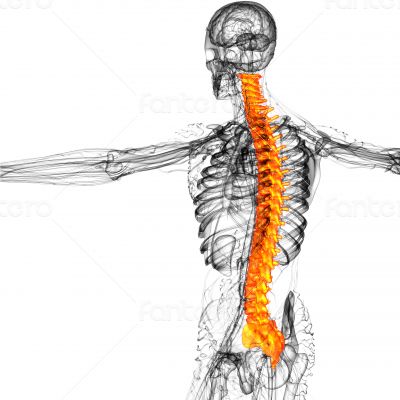 3d render medical illustration of the human spine