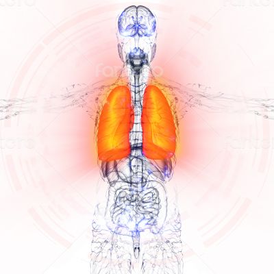 3d render medical illustration of the human lung