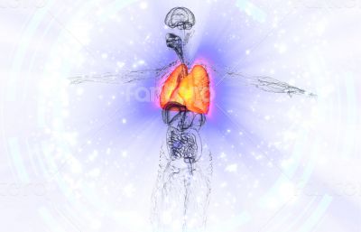 3d render medical illustration of the human lung