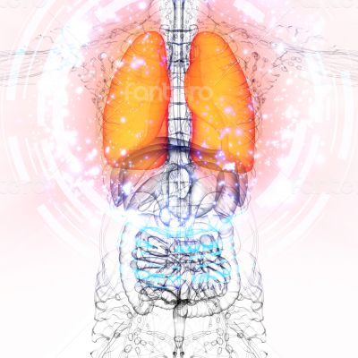 3d render medical illustration of the human lung