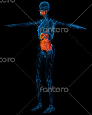 human digestive system 