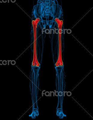 3d render medical illustration of the femur bone