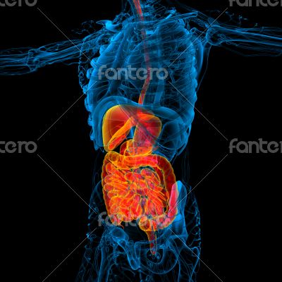 human digestive system 