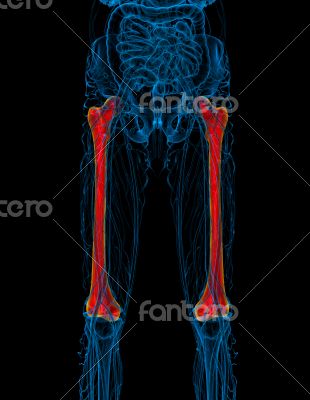 3d render medical illustration of the femur bone