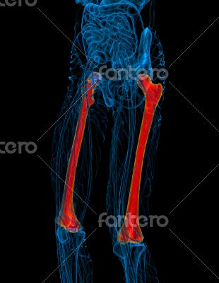 3d render medical illustration of the femur bone 3d render medical illustration of the femur bone