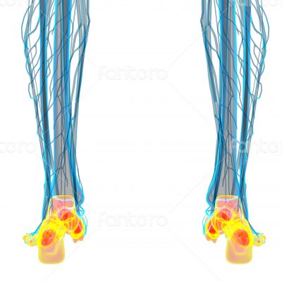 3d render medical illustration of the feet bone 