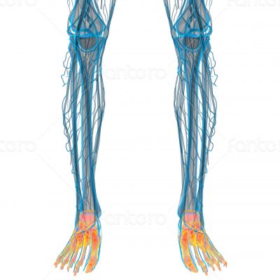 3d render medical illustration of the feet bone 